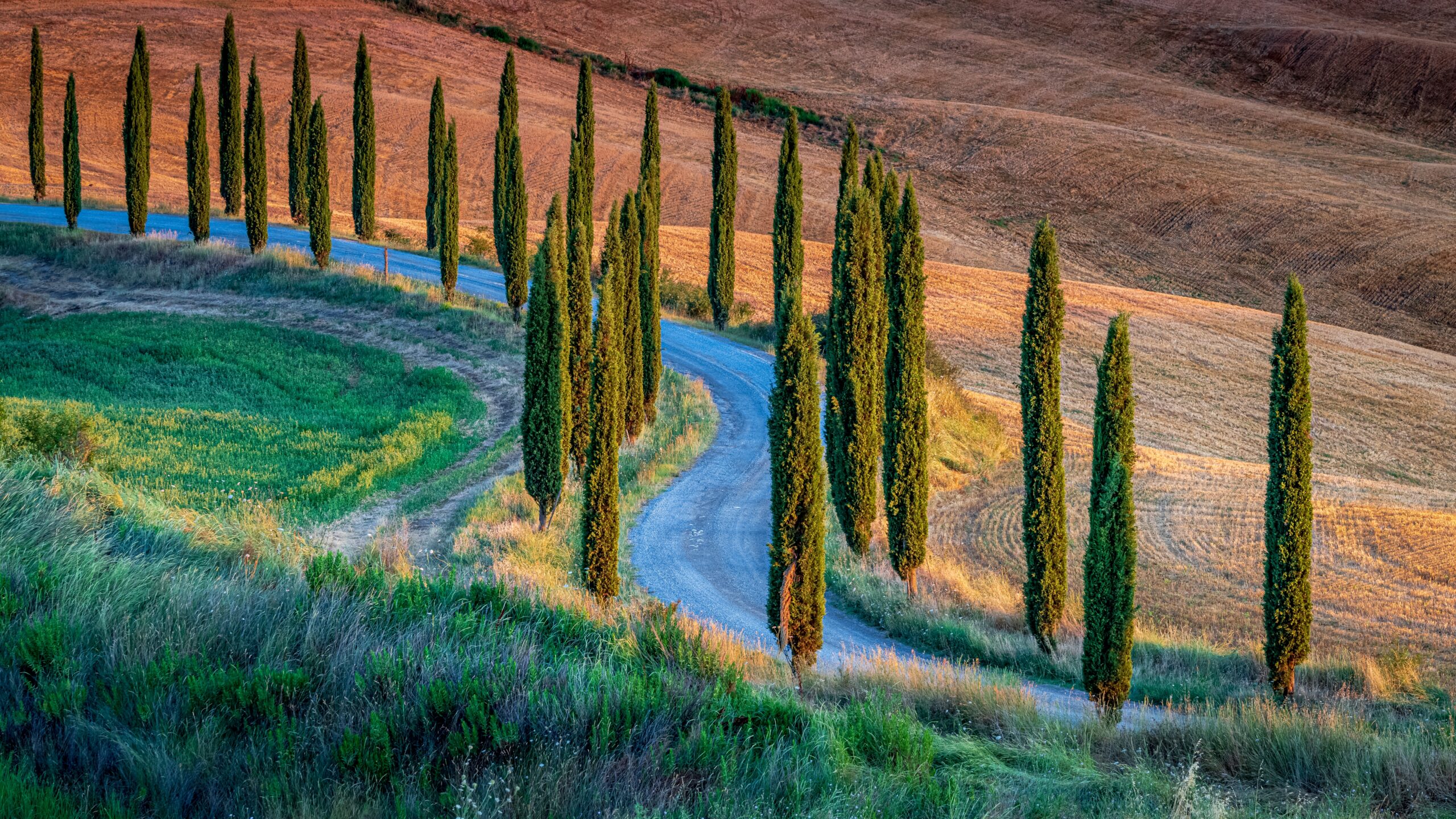 A breathtaking high angle shot of a path surrounded by poplars in the hills