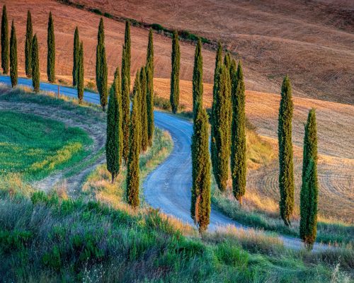 A breathtaking high angle shot of a path surrounded by poplars in the hills