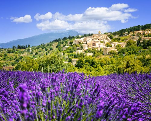 Aurel little village  in south of france with a lavender field in front of it
