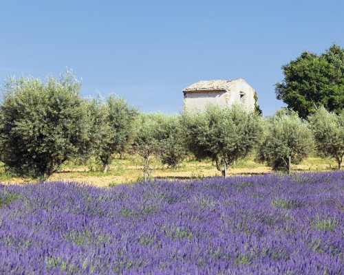 pays-lavande